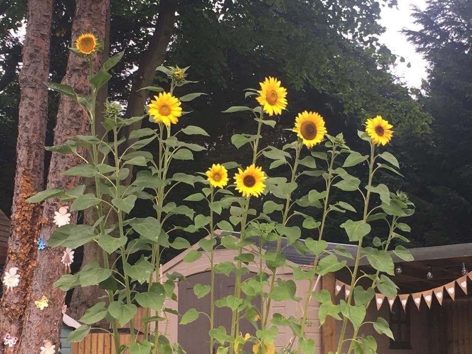 Close-up of sunflowers